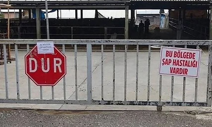 Şap alarmı Elbistan'da beş mahallede hayvan hareketleri durduruldu