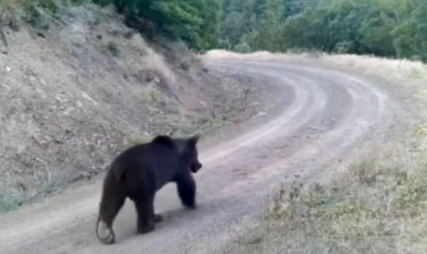 Çankırı ormanlarında fotokapana takılan ayı yiyecek arayışındaydı
