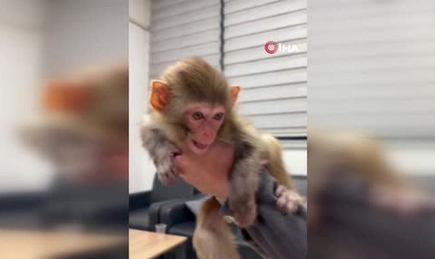 Afyonkarahisar'da yakalanan makakın koruma görüntüleri tebessüm ettirdi