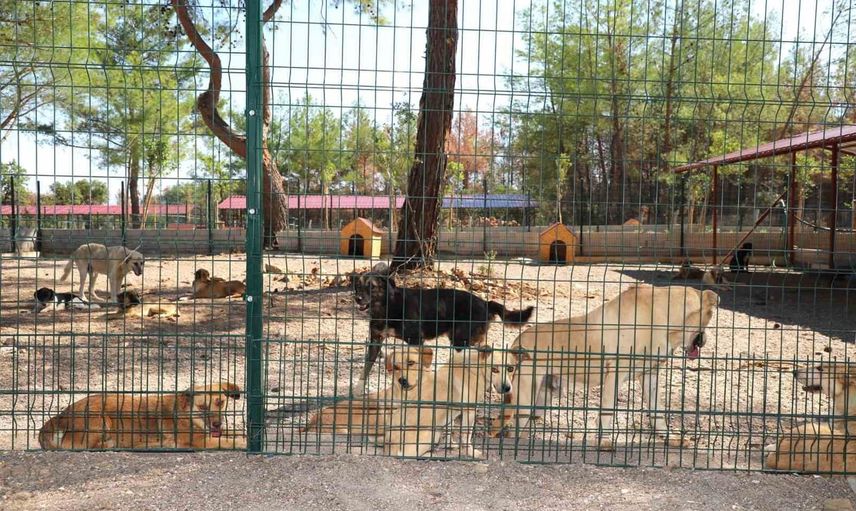 Yangından kurtulan 'Kopi' yeni yuvada umut buldu