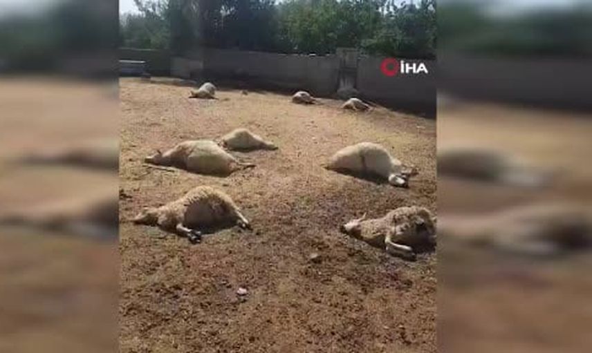 Gece köy meydanına inen kurtlar Haymana'da 15 koyunu telef etti
