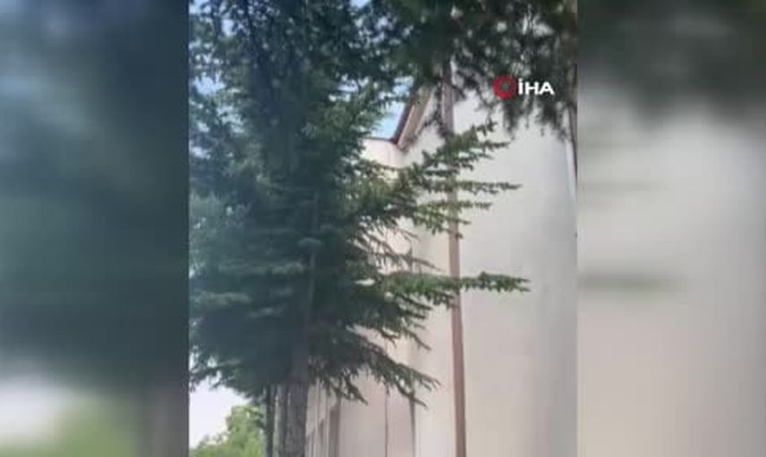 İtfaiye Beyşehir'de sedir ağacında mahsur kalan kediyi kurtardı
