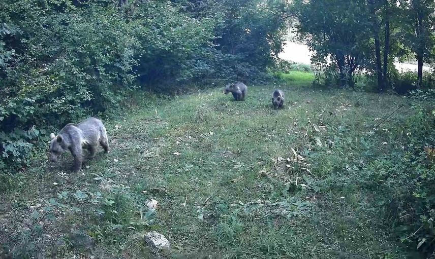 Bolu yaylalarında sessiz tanıklar: fotokapanlar yaban hayatını kayıt altına aldı