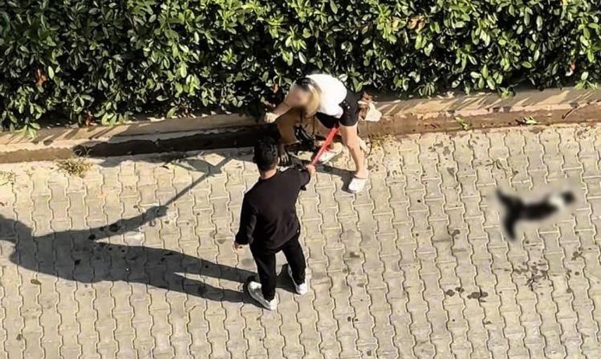 Güzelyalı'da pitbullun kediye saldırısı sonrası sahibine 95 bin lira ceza