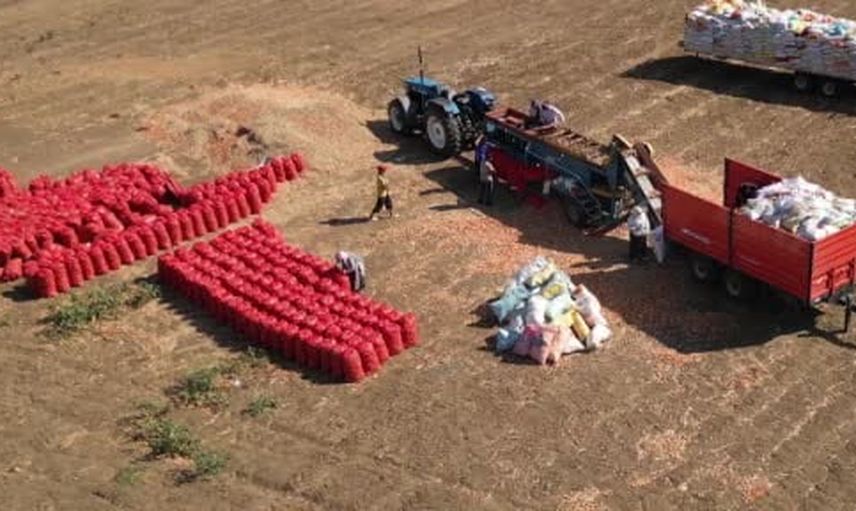 Üç yılda olgunlaşan Tekirdağ soğanı sofralara ve dünyaya hazırlanıyor