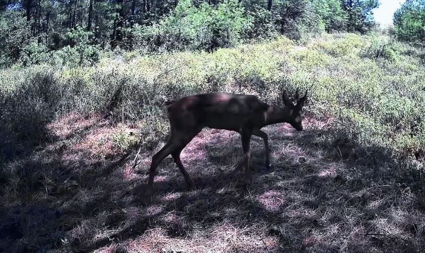 Ganos Dağları'nda karacaların sessiz yiyecek arayışı fotokapana takıldı