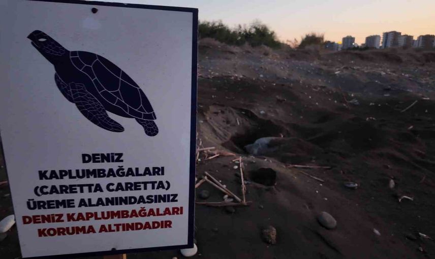 mersin sahillerinde yaklaşık 100 bin caretta yavrusu denizle buluştu