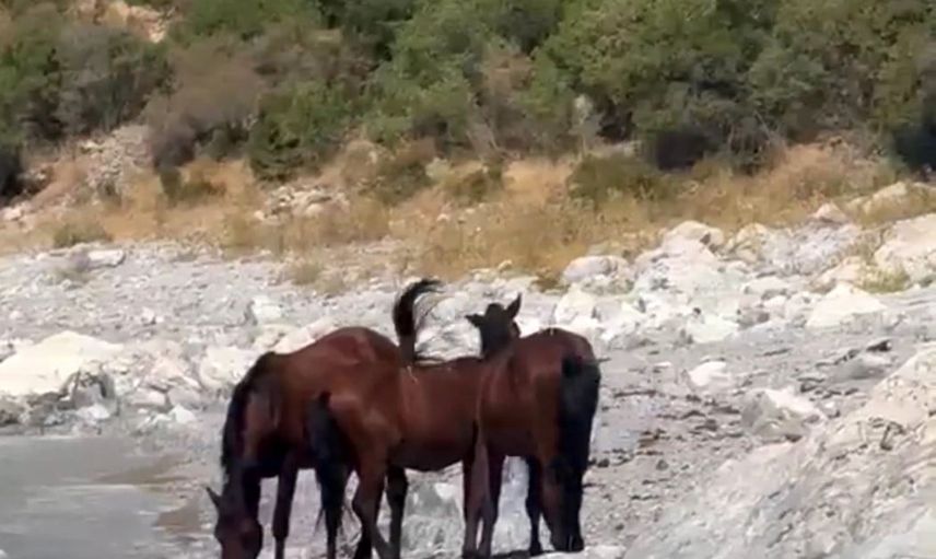Van’ın tepelerinde özgürce dolaşan yılkı atları