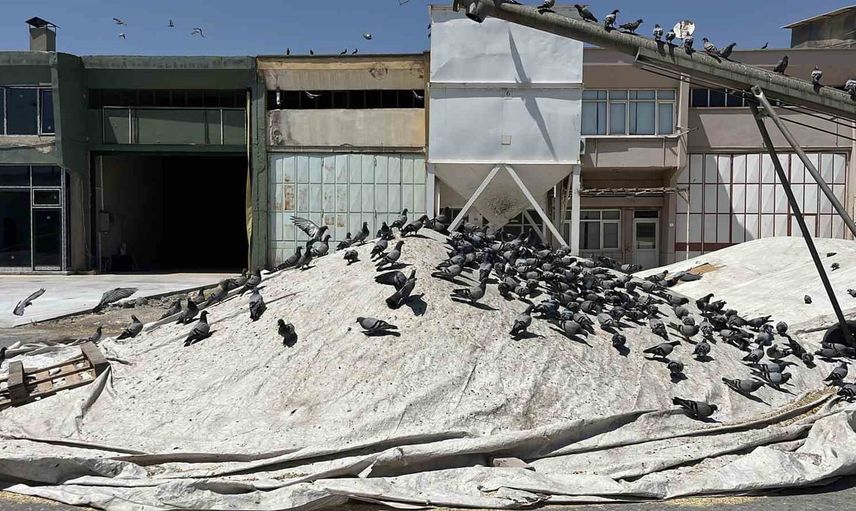 Büyük Buğday Pazarı'nda küçük misafirlerin rızk arayışı
