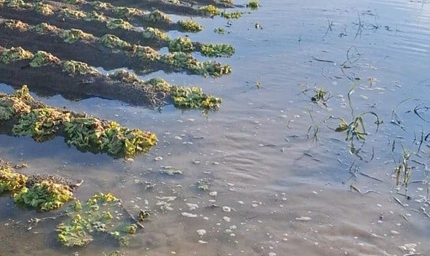 Sular çekildi, marul tarlasındaki emekler boşa çıktı: çiftçi 'sağlık olsun' dedi