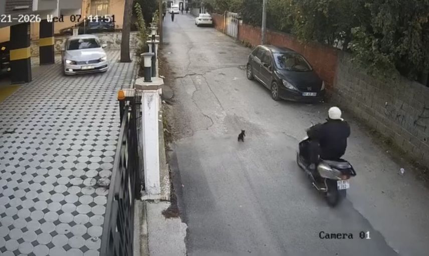 Osmaniye'de güvenlik kamerasına yansıyan kaza: kedi yaşamını yitirdi