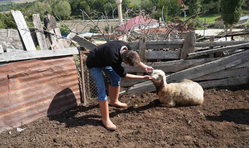 Sabahın sessizliğini bozan saldırı: üç kurt 18 koyunu telef etti