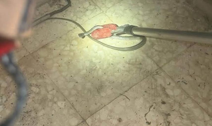 Sıcak hava Antakya'da yılanı eve sürükledi: ekipler zarar vermeden doğaya bıraktı