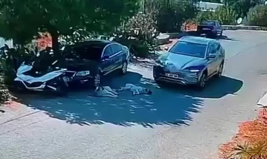 Bodrum'da yolda yatan iki köpeğin üzerinden geçen araç kamerada