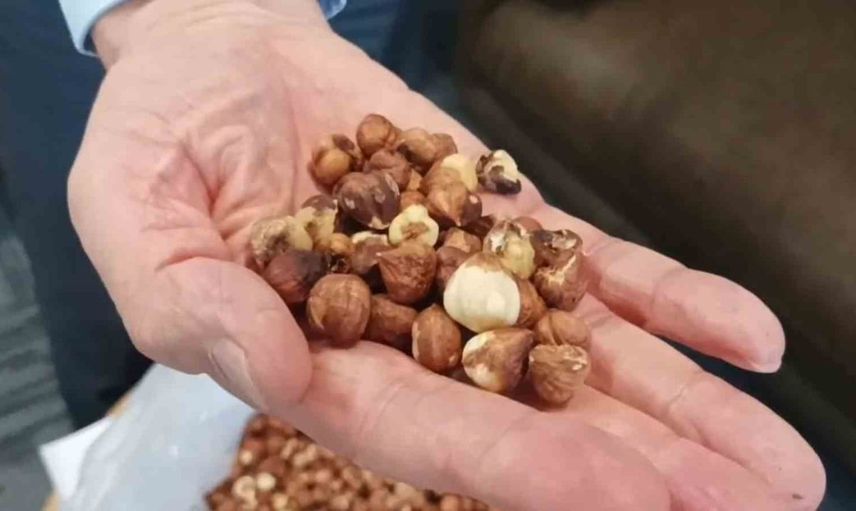 Kahverengi kokarca baskısı: Giresun fındığında 9 bin ton iç fındık kaybı riski