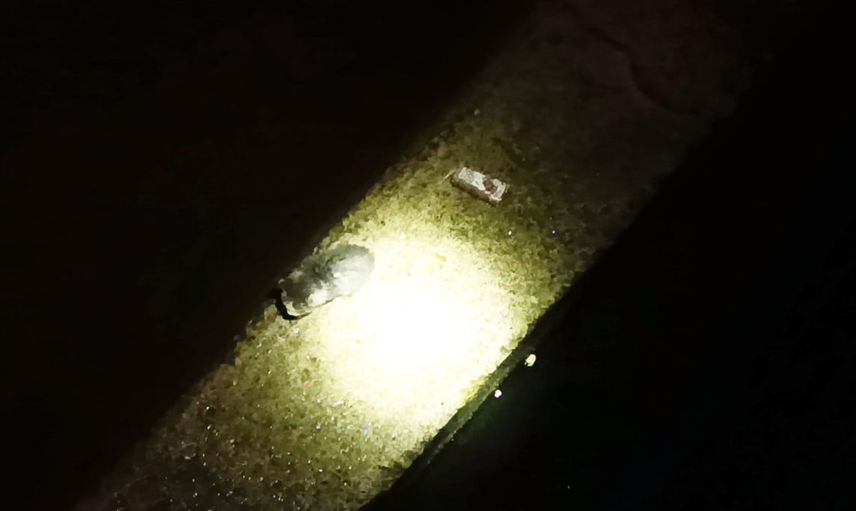 Gümüşhane'de itfaiyenin müdahalesiyle Harşit Çayı kenarından kurtarılan yavru kedi
