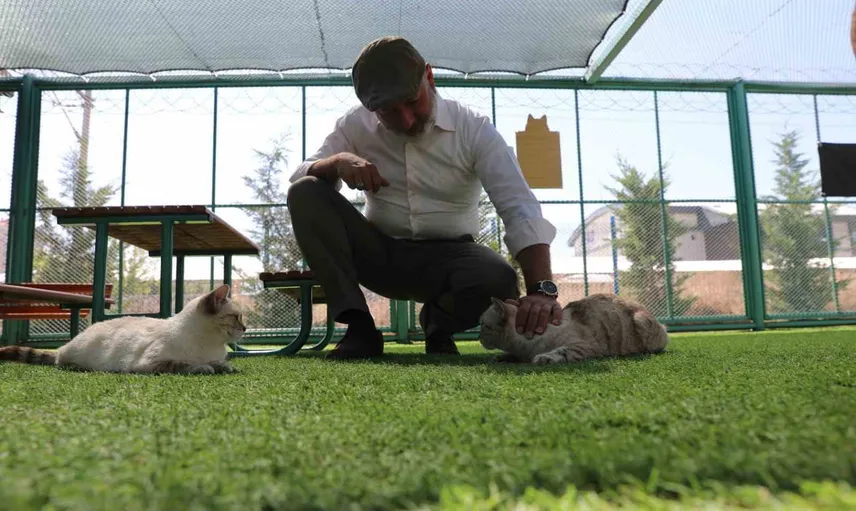 Kayseri'de kurulan kedi kasabası çocuklara ve hayvanseverlere ev sahipliği yapıyor