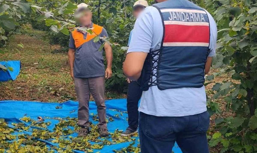 Kandıra fındık tarlalarında jandarma 7/24 nöbetiyle üreticiyi koruyor