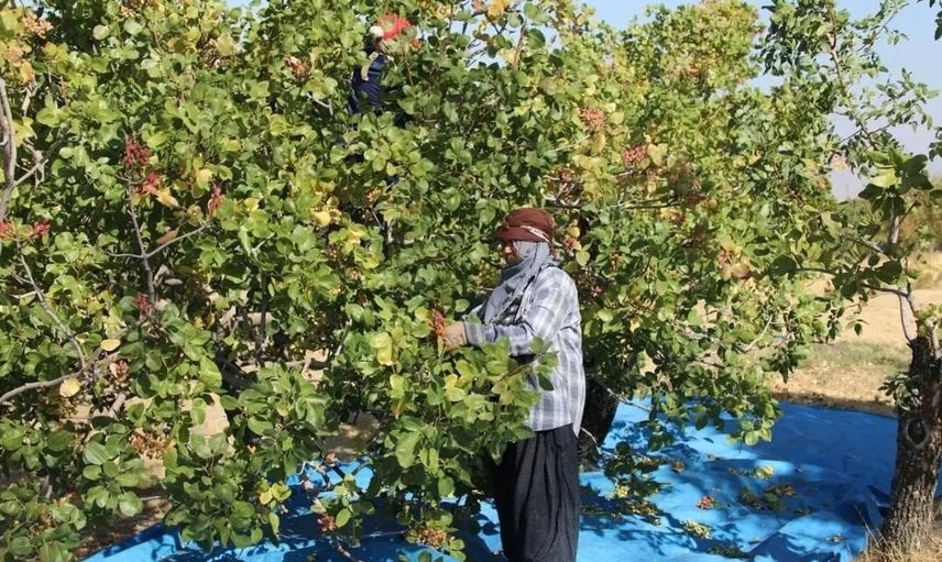 Hasat başladı: Elazığ'da 2026 sezonunda 38,4 ton Antep fıstığı bekleniyor