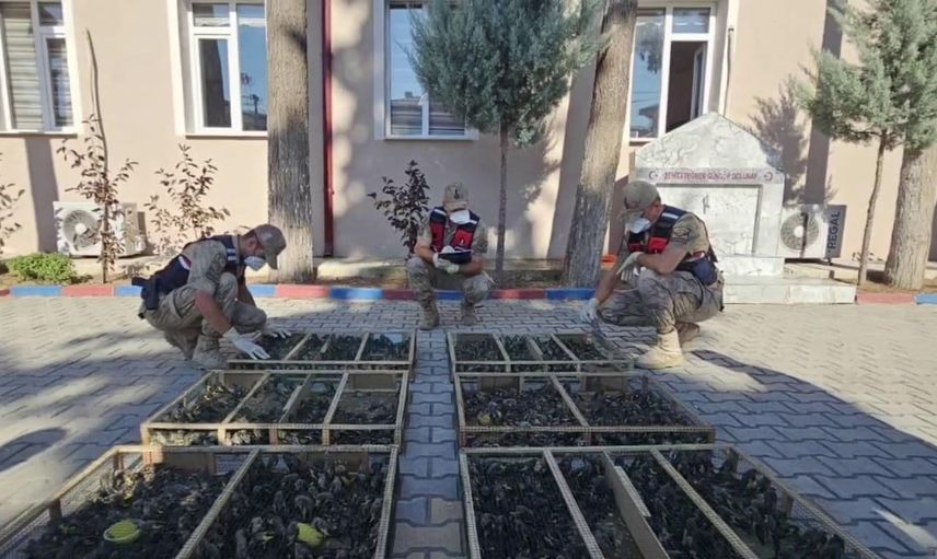 Sınırda Suriye'ye geçirilmeye çalışılan 2 bin 114 saka kuşu ele geçirildi