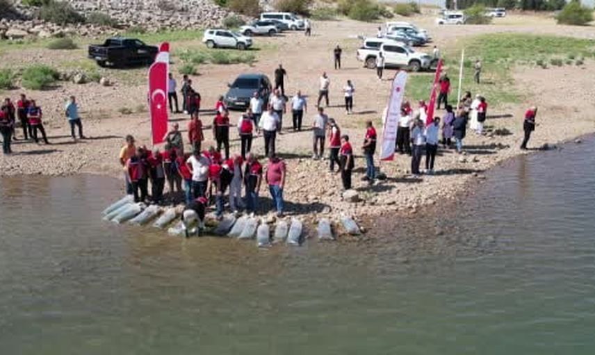 Çamgazi göletinde 680 bin yavru sazanla içsu canlılığı güçlendirildi