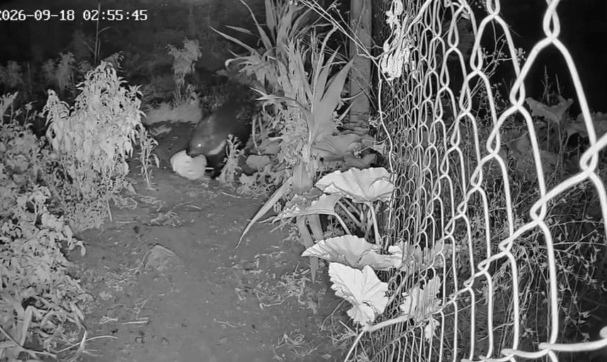 Gece bahçeden kavun taşıyan oklu kirpi kamerada