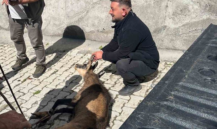 Şavşat'ta halsiz yaban keçisi köye sığındı