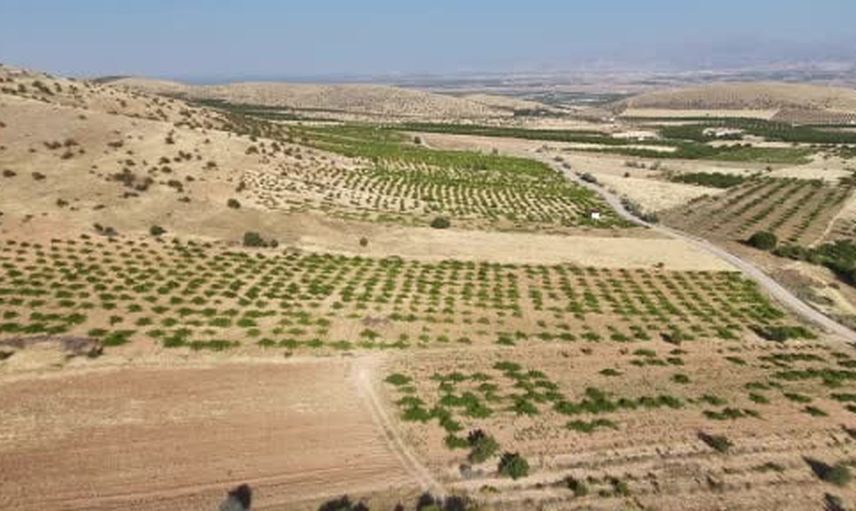 Anadolu'nun eski üzümü Tahannebi Malatya bağlarında yeniden canlanıyor