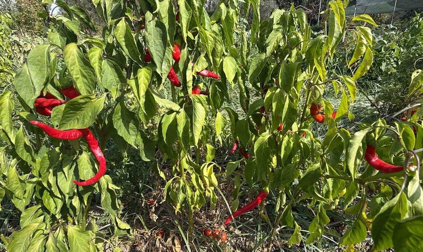 Edremit'te 137 çeşit ata tohumu gelecek nesillere miras oluyor