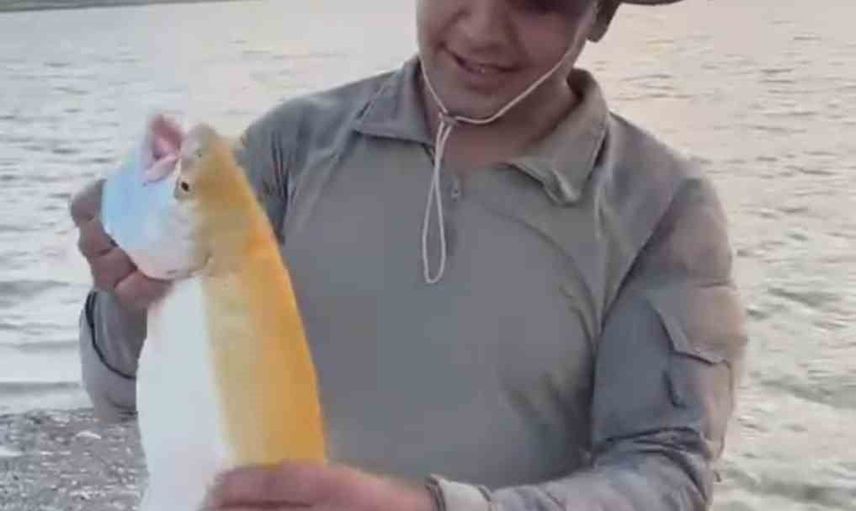 Keban barajı'nda nadir sarı albino alabalık yakalandı