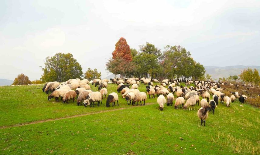 Yaylalardan kente dönüş: göçerler sürülerini kışlaklara taşıyor