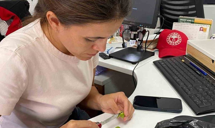Salihli'de üreticilere zeytin sineği uyarısı: üç gün içinde ilaçlama çağrısı