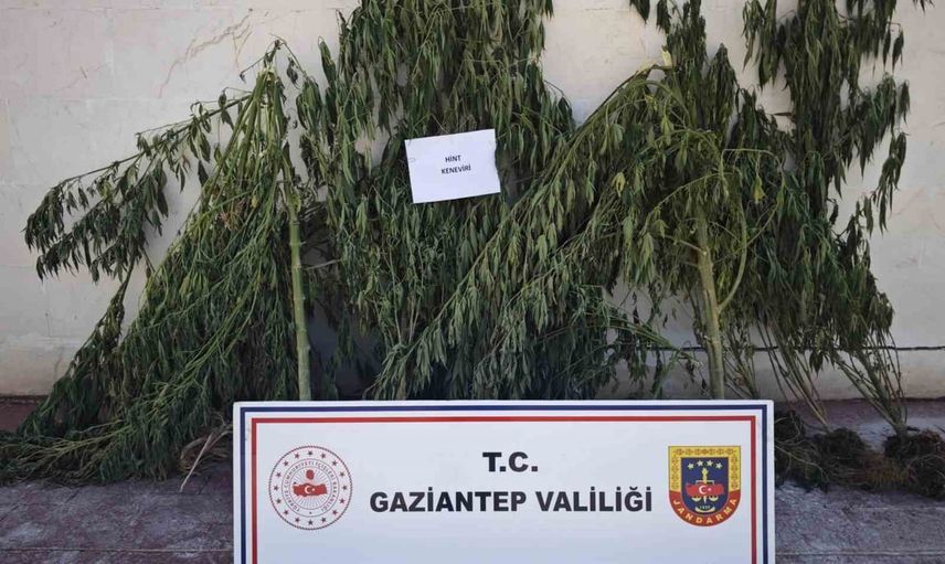 Gaziantep'te yasa dışı kenevir ekimine operasyon: 9 kişi gözaltında