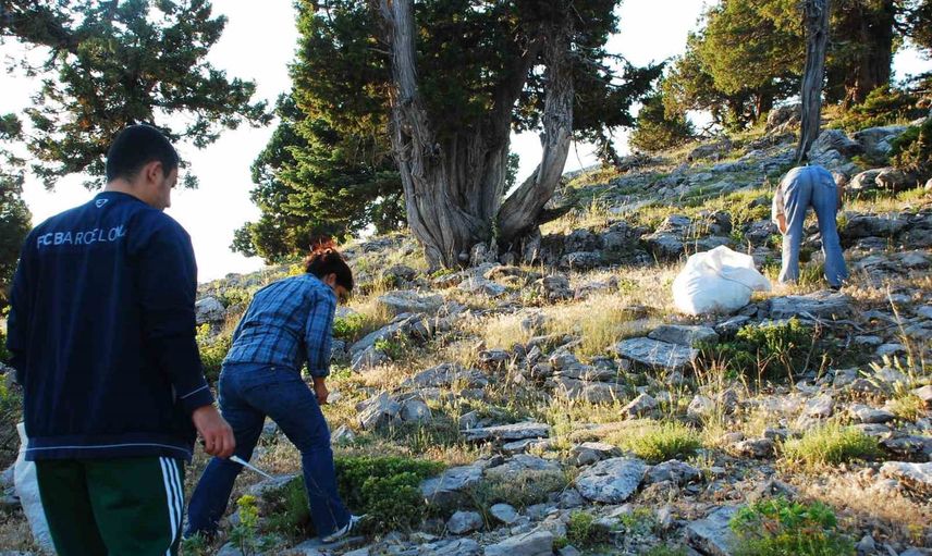 Toroslarda kekik mesaisi: Akseki'nin aroması aile bütçesine dönüşüyor