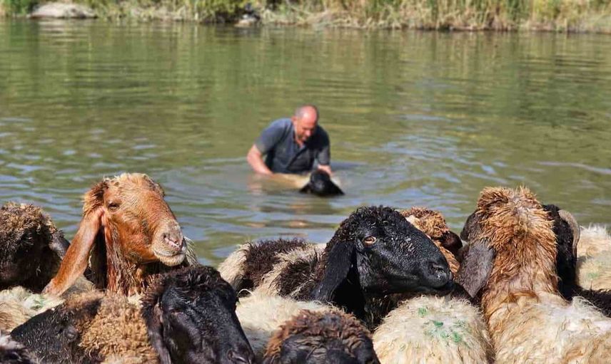 Hasköy'de Karasu Nehri'nde kış hazırlığı: koyunlar tek tek yıkanıyor