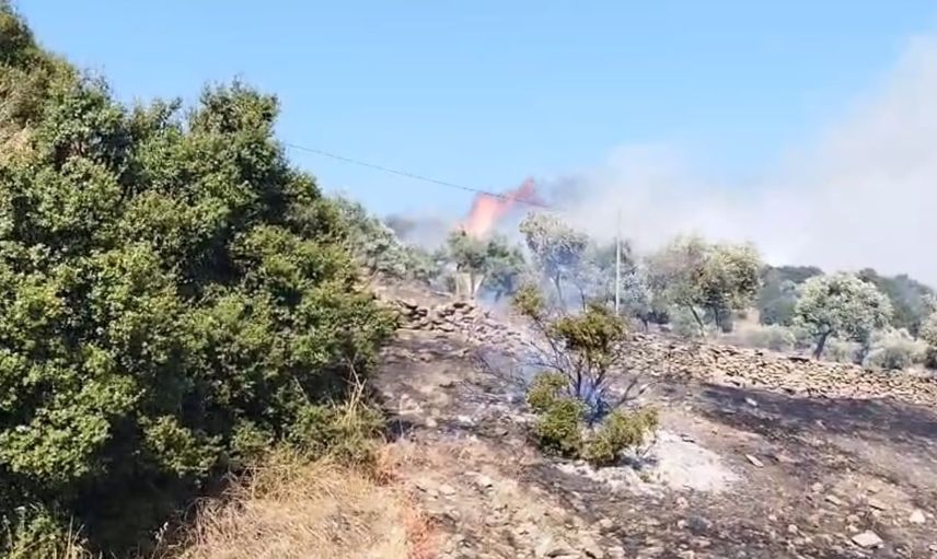 Çine'de rüzgarın hızlandırdığı zirai alandaki yangına müdahale sürüyor