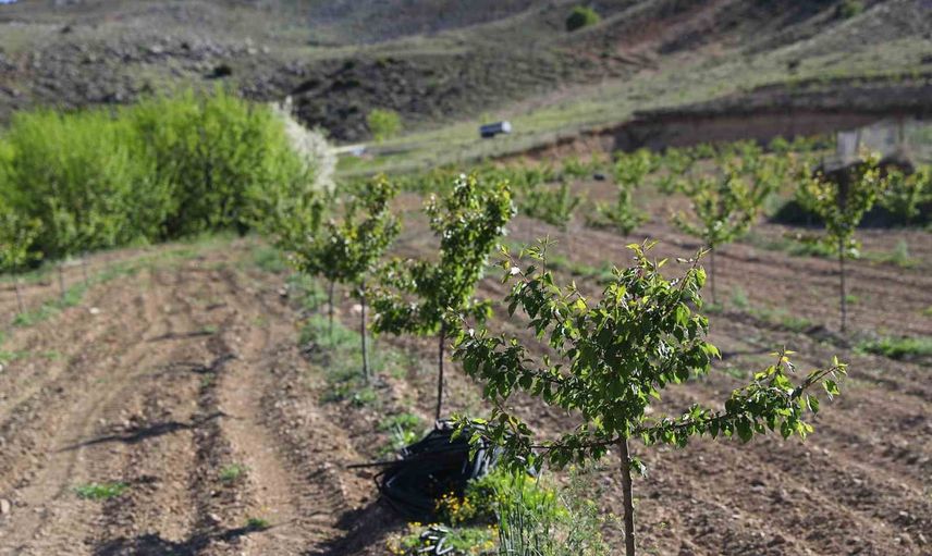 Büyükşehir enerji desteğiyle Antalya tarımında verim ve tasarruf sağlıyor