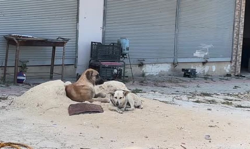 Samandağ'da iş dönüşünde köpek saldırısı: 14 yaşındaki çocuğun ayağına 6 dikiş atıldı