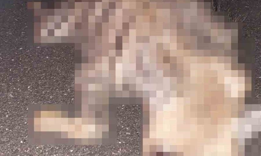 Kahta'da nadir görülen çizgili sırtlan karayolunda telef oldu