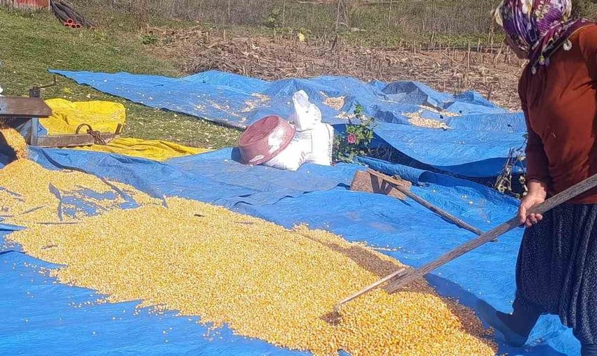 Andırın'da imeceyle güneşte kuruyan yerli mısır hasadı