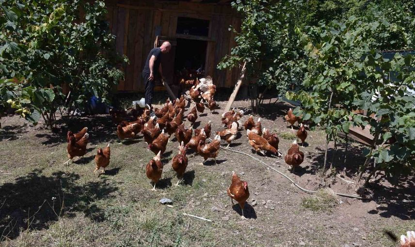 Dükkanını kapatıp köyünde tavuk çiftliği kurdu, siparişlere yetişemiyor