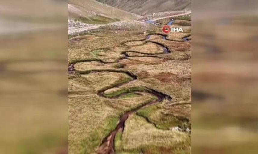 Karagöl dağlarında çengel boynuzlu dağ keçileri sabahın sessizliğini böldü