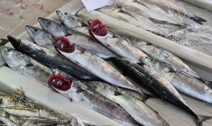 Palamut sezonu Tekirdağ tezgahlarında: balıkçılar ilk avdan memnun