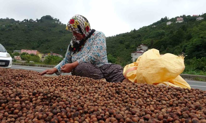 Giresun üreticileri serbest piyasa yerine TMO'yu seçiyor