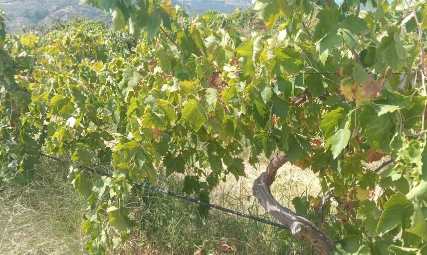 Bağdan yaklaşık iki ton üzüm çalındı, üretici 100 bin lira zarar etti