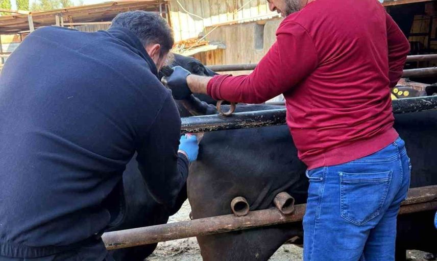 İthal damızlıklarda kimlik ve hastalık taraması sahada sürüyor