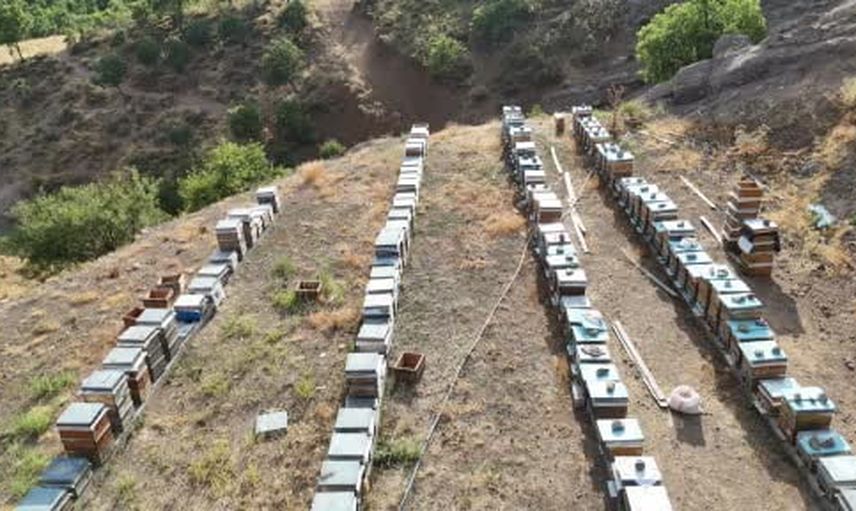 Dağların binlerce çiçekten sofraya uzanan emeği: Tunceli'de bal sağımı başladı