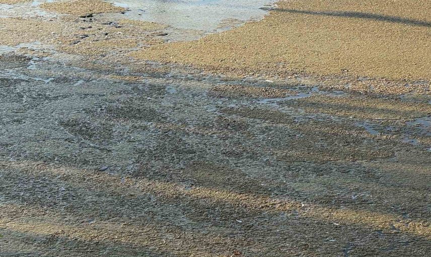 Iğdır millet bahçesinin süs havuzunda biriken kirlilik endişe yarattı