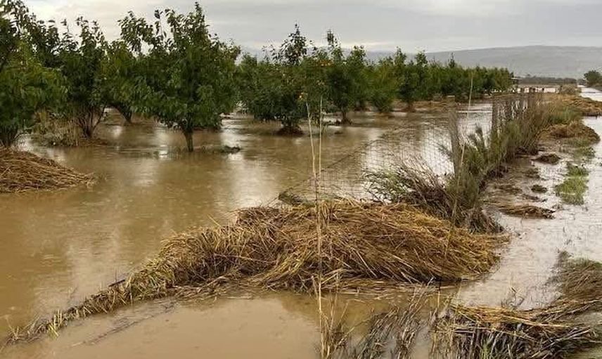 Gönen'de Sarıköy Ovası'nda hasat bekleyen çeltikler su baskını riskiyle karşılaştı