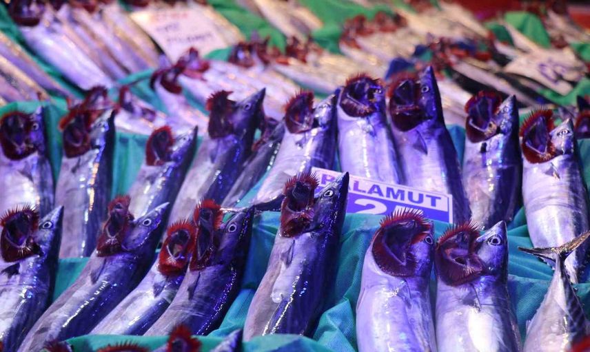 Palamut bolluğu tezgahlara yansıdı, hamsi de eşlik ediyor